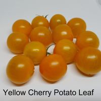 Yellow Cherry Potato Leaf